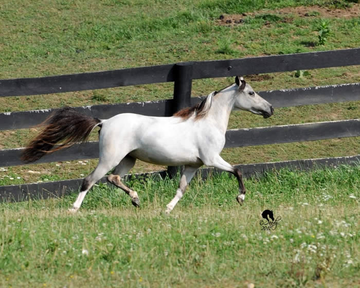 Miniature Horse For Sale Ga at Noah Lindsey blog