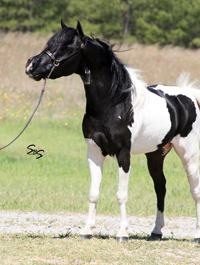 McCarthys Alohas Silent Partner - owned by Lee Crutchfield; Sire of Alohas Silent Redemption